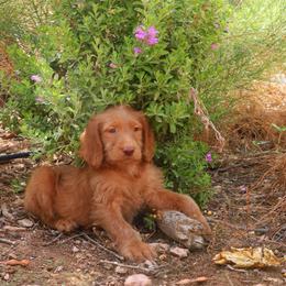 Ruby - Gold female Labradoodle puppy in Apache Junction, Arizona from Loving Doodle
