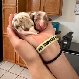 Akc chocolate and tan dapple piebald female - Dapple female Dachshund puppy in Erie, Michigan from Champagne’s Grinch Toe’d Dachshunds
