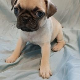 Girl 4 - Fawn female Pug puppy in Blountsville, Alabama from Rock Springs Pugs