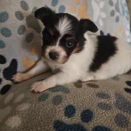 Rusty - White black and tan male Papillon puppy in Fulton, Missouri from Papillon Love