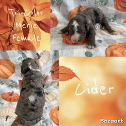 Cider - Merle female Bernedoodle puppy in Godwin, North Carolina from Farm Sweet Farm Doodles