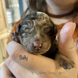 Sally - Brown female Poodle puppy in Sedalia, Missouri from Farmer Brown's Puppies