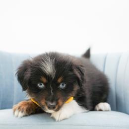 Jellybean - Black tri female Miniature American Shepherd puppy in Elmwood Park, Illinois from Goldens&MiniAussiesWithFinesse