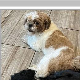 Coco - Shih Tzu