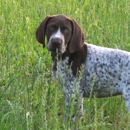 German Shorthaired Pointers from Mar-Key Shorthairs