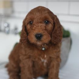 Duke - Red  male Goldendoodle puppy in Stevens, Pennsylvania from Pebble Paws Lane
