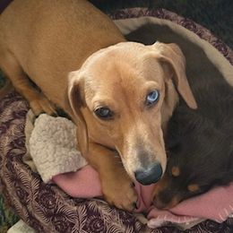 Colson - Dachshund