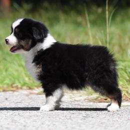 Birdie - Black tri female Miniature American Shepherd puppy in Gainesville, Florida from MarvelMAS Miniature American Shepherds