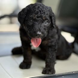 Big McIntash - Phantom male Bernedoodle puppy in Montverde, Florida from Central Florida Bernedoodles