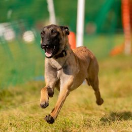 HERMÈS - Belgian Malinois