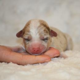 Sable Bluie Merle - Sable merle and white female American Corgi puppy in Clovis, New Mexico from Sweet & Salty Cowdogs