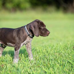 German Shorthaired Pointer and Vizsla Puppies from Nosam Kennels