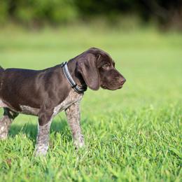 German Shorthaired Pointer and Vizsla Puppies from Nosam Kennels
