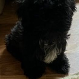 Shih Tzus from Teena breed