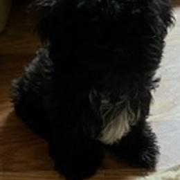 Shih Tzus from Teena breed