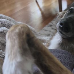 Windsprites from Sonora Wood Windsprites