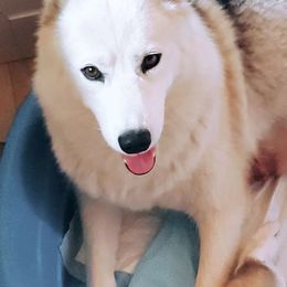 Cana - Siberian Husky