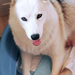 Cana - Siberian Husky