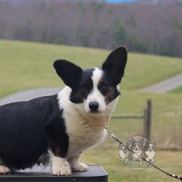 Malfi - Cardigan Welsh Corgi