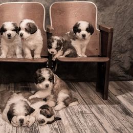 Saint Bernards from Shoen Saint Bernards