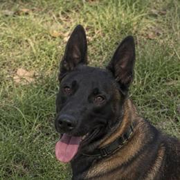 Roulette of Kaizen Ruach - Belgian Malinois