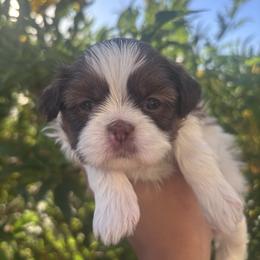 Rosie - Liver and white female Shih Tzu puppy in Avondale, Arizona from Riley Family Shih Tzus