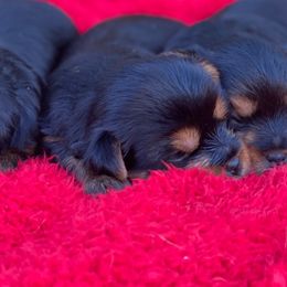 Yorkshire Terriers from Sunshine Yorkies