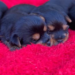 Yorkshire Terriers from Sunshine Yorkies