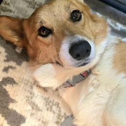 Blaire - Pembroke Welsh Corgi