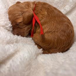 Quinn - Red female Cockapoo puppy in Ellaville Ga, Georgia from Lakeside Cockapoos