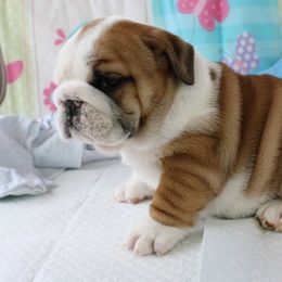 English Bulldog Puppies from Our House Of Treasures