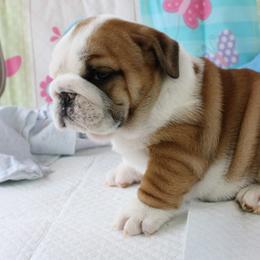 English Bulldog Puppies from Our House Of Treasures