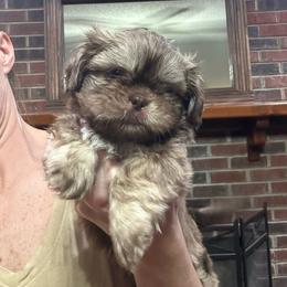 Charlie - Liver male Shih Tzu puppy in Hickory, North Carolina from PAWSitive Breeders of the Carolinas