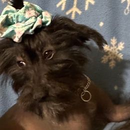Gemma - Chinese Crested