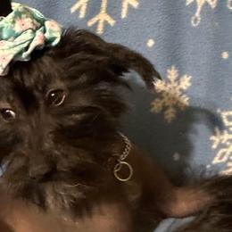 Gemma - Chinese Crested