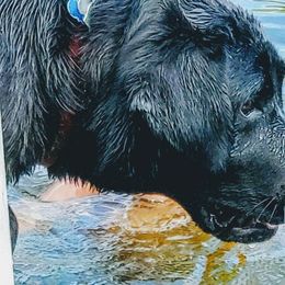 Labrador Retrievers from WoodDuck