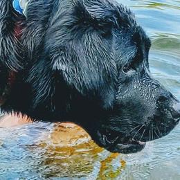 Labrador Retrievers from WoodDuck