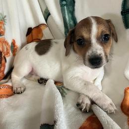 Lady Eloise - White and tan female Russell Terrier puppy in Missouri from Royal Russells Ranch