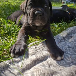Cane Corso Puppies from Redhawke Cane Corso