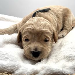 Bobby Brady - Apricot male Goldendoodle puppy in O'fallon, Missouri from Rockin R Doodles