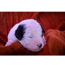 James - Black and white male Bernedoodle puppy in Hays, Kansas from Pine Street doodles