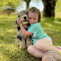 Bernedoodle, Bernese Mountain Dog, Poodle, and Sheepadoodle Puppies from My Fair Doodles