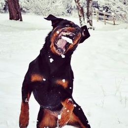Rottweilers from Von Den Eichen Berg Rottweilers