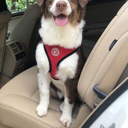 Australian Shepherd Puppies from Thousand Hills Australian Shepherds