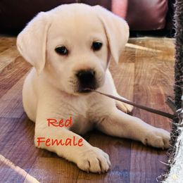 Girl 3. RED fee 3,500 - Yellow female Labrador Retriever puppy in Santa Clarita, California from Five Star Labradors