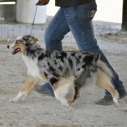 Belle - Australian Shepherd