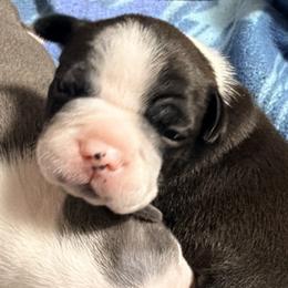 Boston Terrier puppies from Molly & Hailey’s Boston Terrier Pups