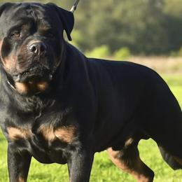 Kratos - Rottweiler