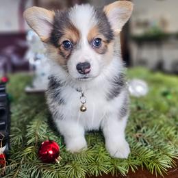 Maple - Black and tan female Pembroke Welsh Corgi puppy in Fortine, Montana from North Star Pembroke Welsh Corgi's
