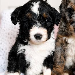 After while crocodile - Tri-color male Bernedoodle puppy in Grove, Oklahoma from Guinn Family Farms